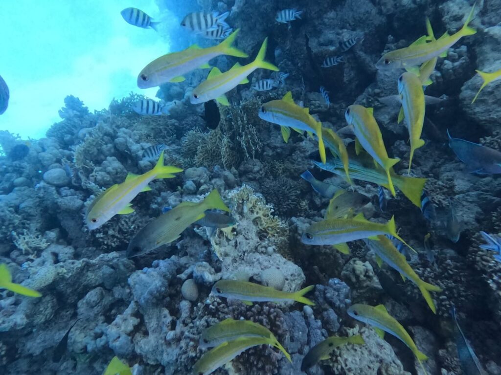 مصر تعلن الحيد المرجاني العظيم بالبحر الأحمر محمية طبيعية بحرية