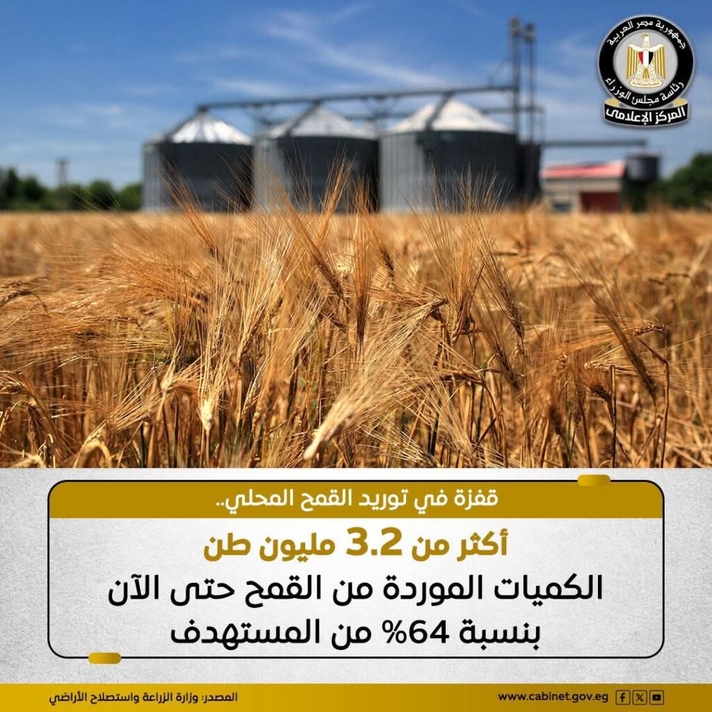 3.2 مليون طن قمح محلي.. طفرة في التوريد تدعم الأمن الغذائي المصري بنسبة 64% من المستهدف